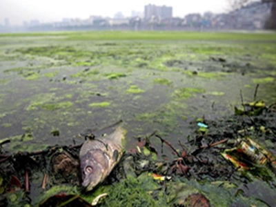 深圳市饮用水检测的编辑一起来看看水体生物性污染种类